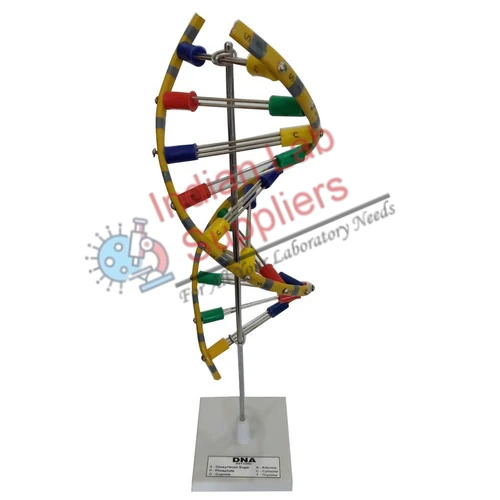 DNA Model STEM Science Lab Demonstration Model